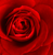 Vörös - Teahibrid rózsa - Marjorie Proops